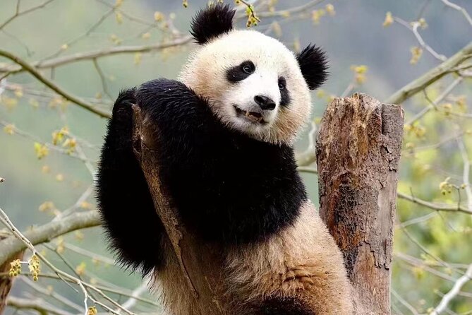 1 chengdu giant panda breeding research base ticket 2 Chengdu Giant Panda Breeding Research Base Ticket