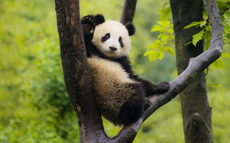 Chengdu Panda Base Half Day Tour