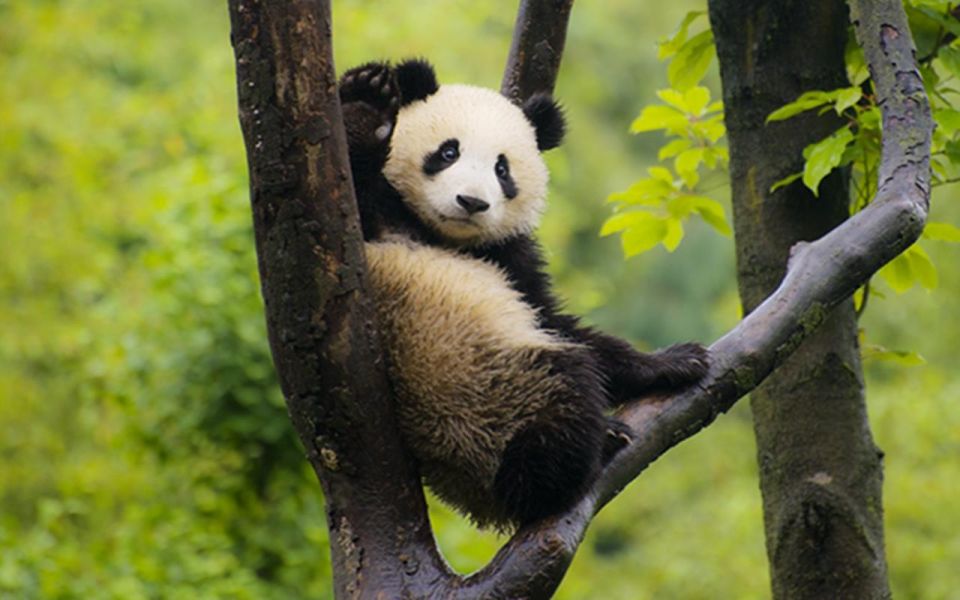 1 chengdu panda base half day tour Chengdu Panda Base Half Day Tour