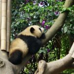 1 chengdu panda breeding base ticket w private transfer guide Chengdu Panda Breeding Base Ticket W/ Private Transfer/Guide