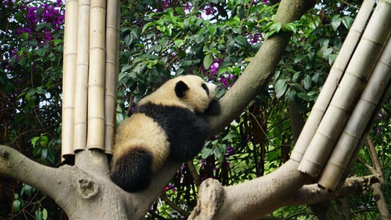 Chengdu Panda Breeding Base Ticket W/ Private Transfer/Guide