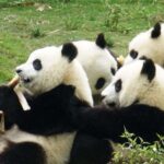 1 chengdu panda breeding center tour option panda keeper Chengdu Panda Breeding Center Tour Option Panda Keeper