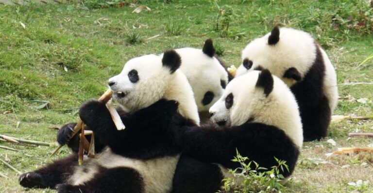 Chengdu Panda Breeding Center Tour Option Panda Keeper