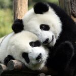 1 chengdu private full day panda city museum park tour Chengdu: Private Full-Day Panda, City, Museum, & Park Tour