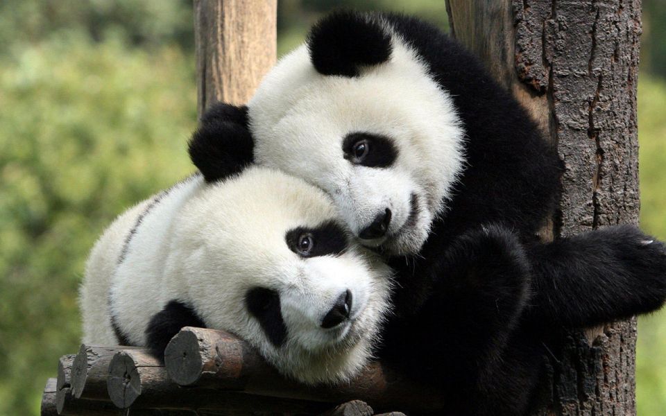 1 chengdu private full day panda city museum park tour Chengdu: Private Full-Day Panda, City, Museum, & Park Tour