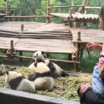 1 chengdu private panda base tour with 80 pandas Chengdu: Private Panda Base Tour With 80 Pandas