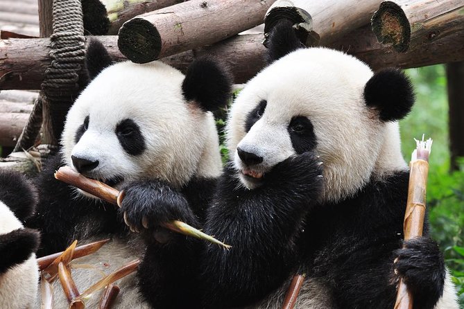 1 chengdu private sightseeing tour with panda breeding center visit Chengdu Private Sightseeing Tour With Panda Breeding Center Visit