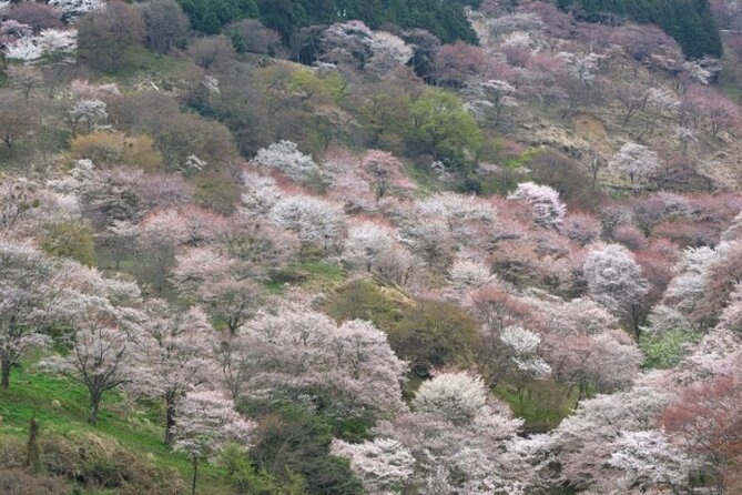 Cherry Blossom Buddha and Mt.Yoshino With Strawberry Picking Tour