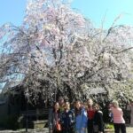 1 cherry blossom highlights asakusa ueno yanaka Cherry Blossom Highlights, Asakusa, Ueno, Yanaka