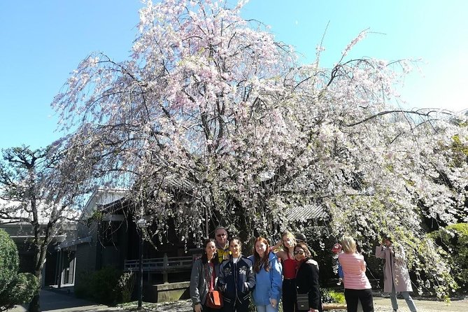1 cherry blossom highlights asakusa ueno yanaka Cherry Blossom Highlights, Asakusa, Ueno, Yanaka