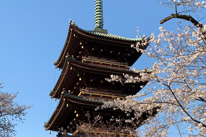 Cherry Blossom Tour in Tokyo