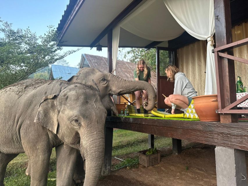 Chiang Mai: 2-Day Good Morning Elephant & Overnight Homestay