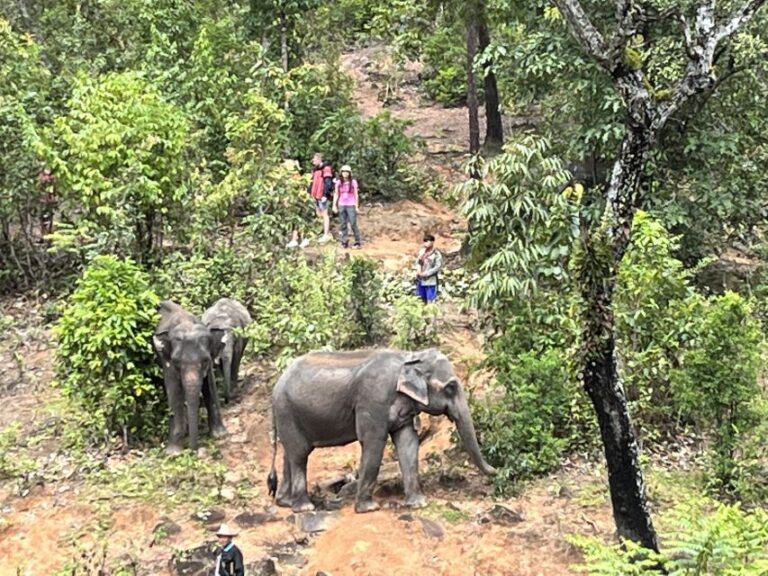 Chiang Mai: Elephant Sanctuary & Waterfall Group Tour