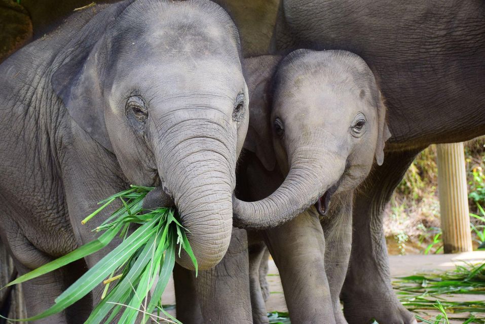 1 chiang mai exclusive elephant nursery full day program Chiang Mai: Exclusive Elephant Nursery Full-Day Program