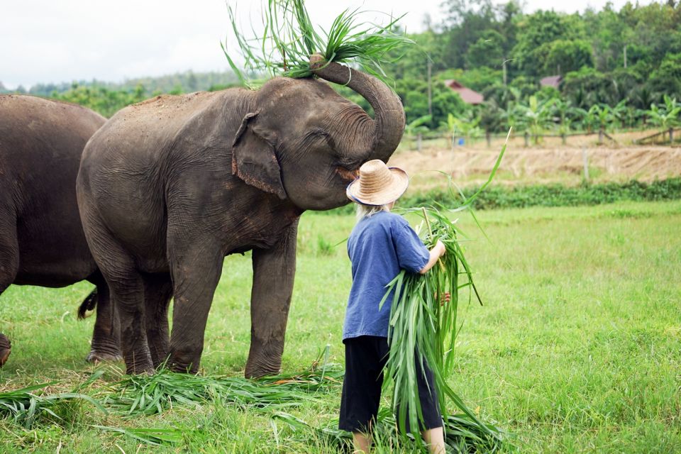 1 chiang mai small group ethical elephant sanctuary tour Chiang Mai: Small Group Ethical Elephant Sanctuary Tour
