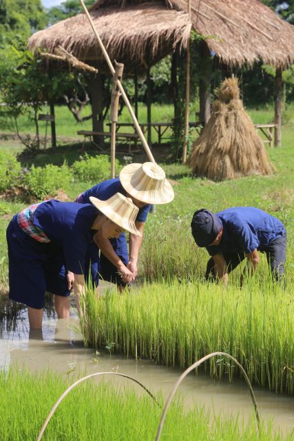 1 chiang mai thai buffalo and rice planting Chiang Mai: Thai Buffalo and Rice Planting Experience