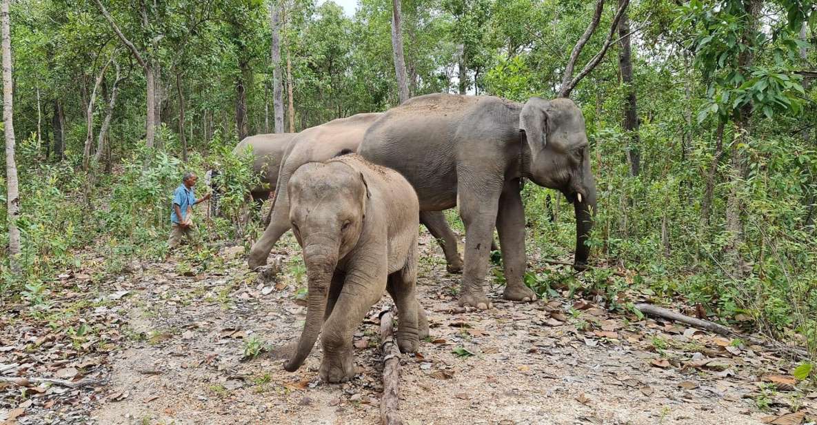 1 chiang mai waterfall elephant sanctuary and rafting tour Chiang Mai: Waterfall, Elephant Sanctuary, and Rafting Tour