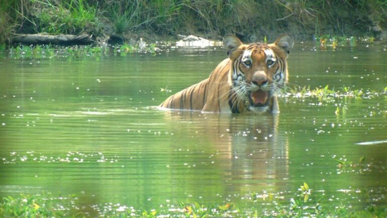 Chitwan Jungle Safari Tour: 3-Day Chitwan National Park Tour