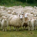 1 christchurch sheep farm visit Christchurch Sheep Farm Visit
