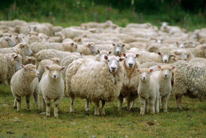 1 christchurch sheep farm visit Christchurch Sheep Farm Visit