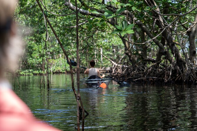 1 clear kayak tour in north miami beach mangrove tunnels Clear Kayak Tour in North Miami Beach - Mangrove Tunnels