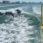1 clearwater beach dolphin speedboat adventure with lunch transport from orlando Clearwater Beach Dolphin Speedboat Adventure With Lunch & Transport From Orlando
