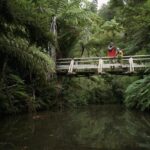 1 coast and rainforest eco tour from auckland with lunch Coast and Rainforest Eco-Tour From Auckland With Lunch