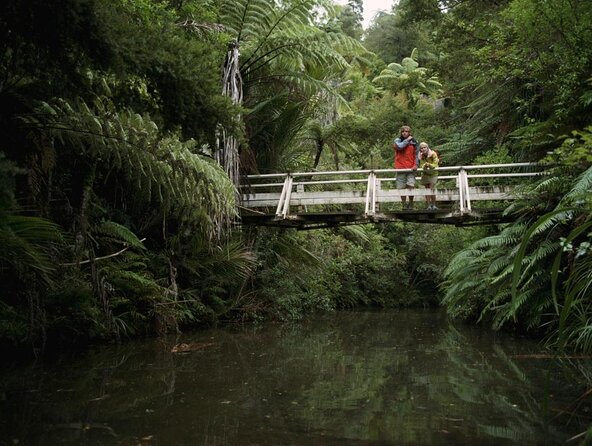 Coast and Rainforest Eco-Tour From Auckland With Lunch
