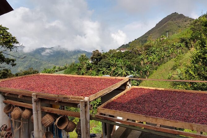 Coffee Tour and Lunch in Medellin