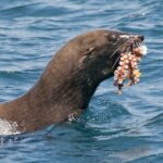 1 combo tour marine wildlife cruise wine lands Combo Tour: Marine Wildlife Cruise & Wine Lands