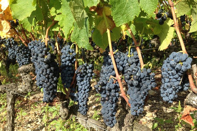 Cotes Du Rhone Wine Tour (9:00 Am to 5:15 Pm) – Small Group Tour From Lyon