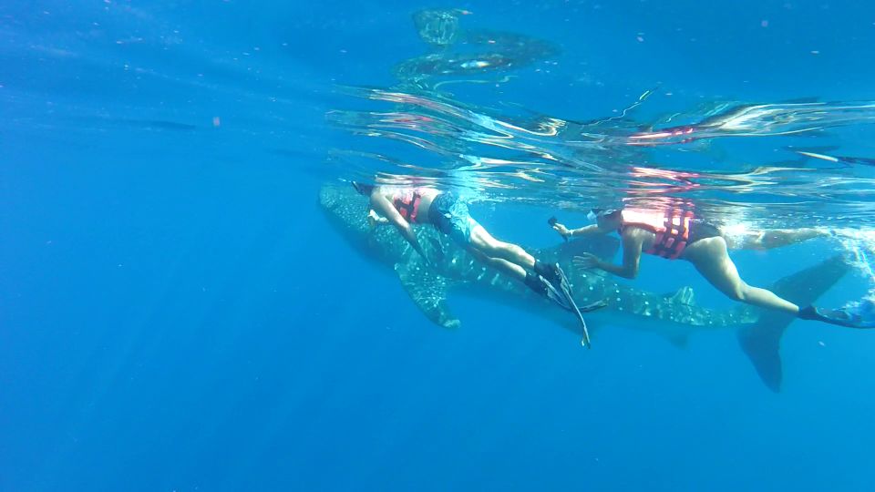 1 cozumel whale shark tour Cozumel: Whale Shark Tour