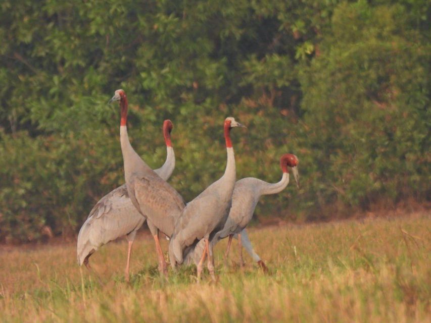 1 cranes of the mekong by discovery center kep west CRANES OF THE MEKONG by Discovery Center, Kep West