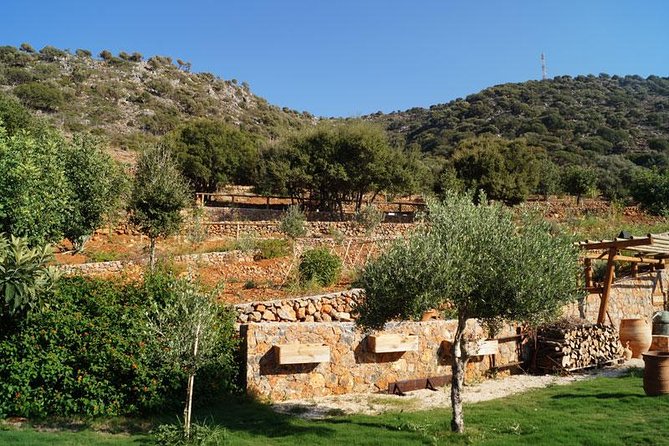 Crete Olive Farm Visit, Plus Dinner and Cultural Performances (Mar )