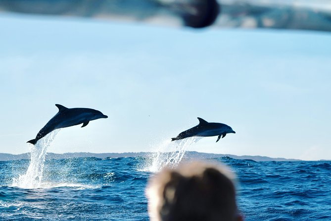 Cruise With Dolphins in Byron Bay