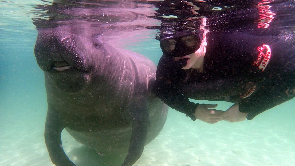1 crystal river snorkel with manatees dolphin airboat trip Crystal River: Snorkel With Manatees & Dolphin Airboat Trip