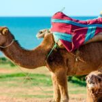 1 cultural excursion for one day to tangier with ferry included Cultural Excursion for One Day to Tangier With Ferry Included