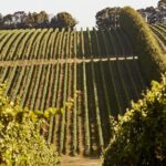 1 customized private winery day tour in mornington peninsula at your own choices Customized Private Winery Day Tour in Mornington Peninsula at Your Own Choices