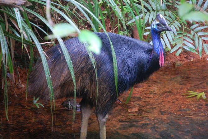 Daintree Discovery Centre Single Pass