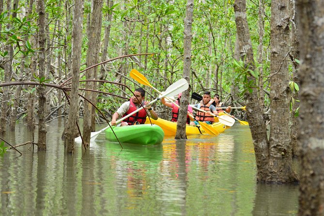 Damas Island Mangrove Kayaking Tour From Manuel Antonio