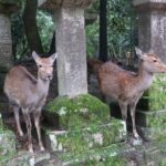 1 day trip to nara from osaka or kyoto world heritage sites and deer park tour Day Trip to Nara From Osaka or Kyoto, World Heritage Sites and Deer Park Tour