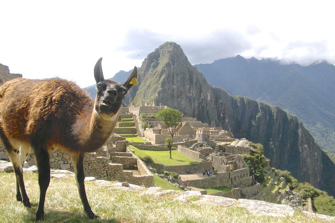 Day Trip Tour to Machu Picchu From Cusco