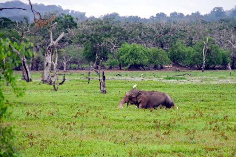 Day With Elephants at Udawalawe National Park & Transit Camp