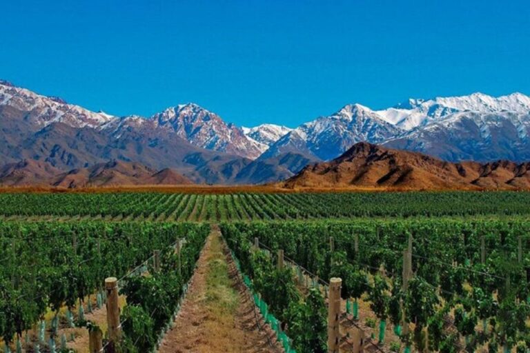 Daytour to Mendoza Wineries