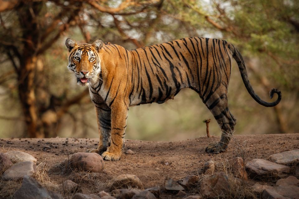Delhi: 3-Day Trip to Ranthambore National Park With Safari - Accommodation Details