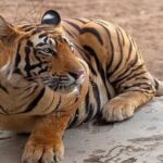 1 delhi private 5 days golden triangle tour with tiger safari Delhi: Private 5 Days Golden Triangle Tour With Tiger Safari