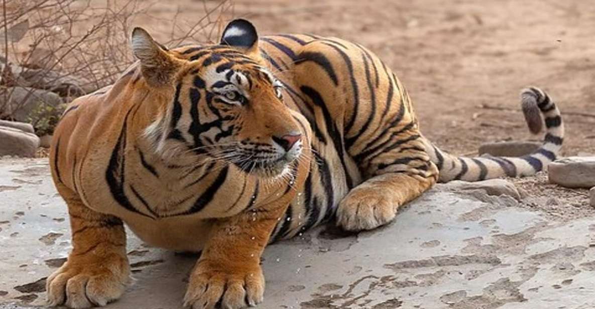 1 delhi private 5 days golden triangle tour with tiger safari Delhi: Private 5 Days Golden Triangle Tour With Tiger Safari