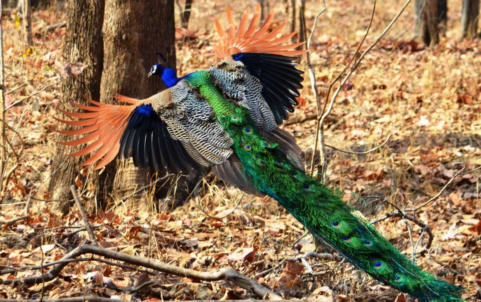 Delhi: Private 7-Days Golden Triangle Tour With Ranthambore - Detailed Itinerary