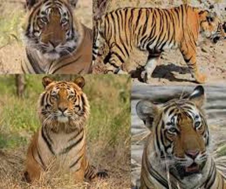 Delhi: Ranthambore National Park 3-Day Trip W/ Tiger Safari - Highlights and Activities