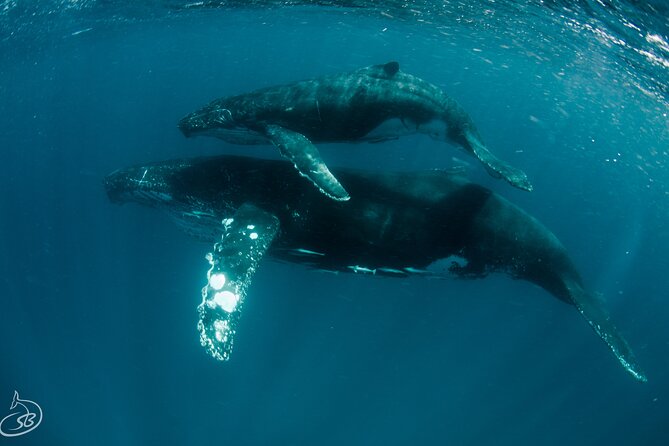 1 deluxe mega fauna humpback or whaleshark swim ningaloo reef Deluxe Mega Fauna Humpback or Whaleshark Swim Ningaloo Reef